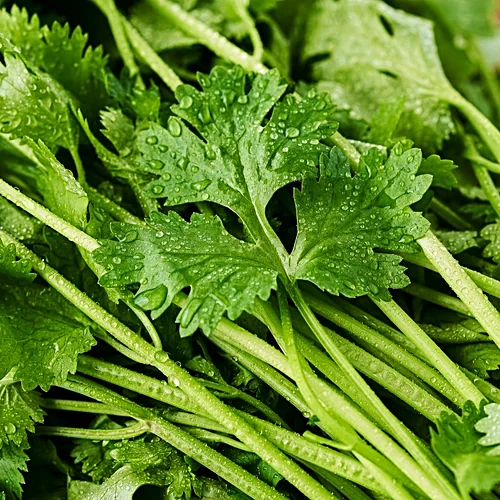 Coriander leaves - Image 3